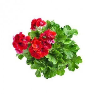 geranium-eo_1024x1024