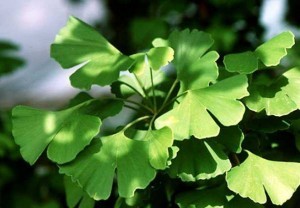 gingko-biloba1