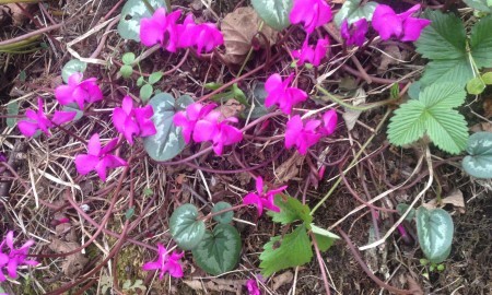 Cyclamen Kış Çiçeği