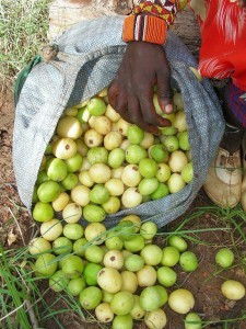 marula-fruit1