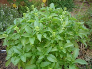 ocimum_basilicum2