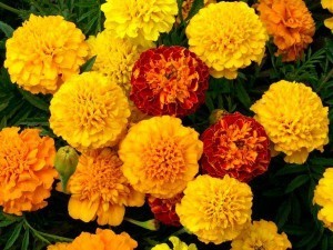 petite-mix-marigold-flowers-web-fl474-1