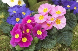 primula_02