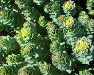 rhodiola-rosea-900x721