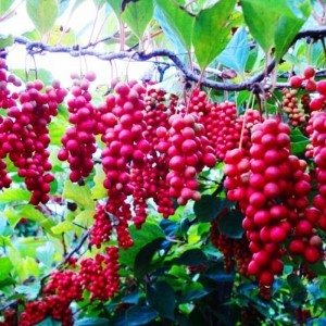 schisandra-chinensis-extract