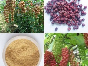 schisandra_extract_3