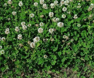 trifolium_repens_plant