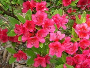 azalea