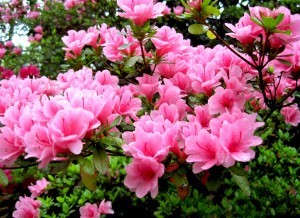 azalea_pink2