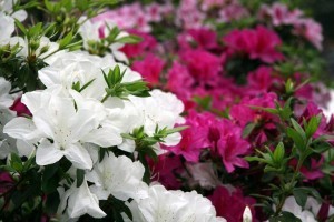 azaleas1