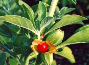 how-to-grow-ashwagandha