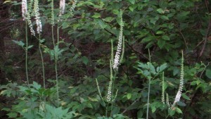 black-cohosh-4