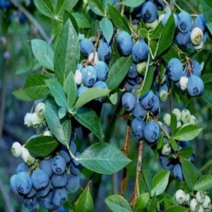 bluberry-likapa-yaban-mersini-fidani-3-001