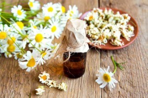 chamomile