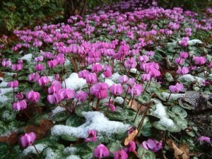 cyclamen-coum