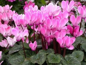 cyclamen-europaeum