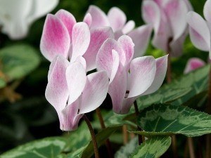 cyprus_cyclamen_endemic_plant_04