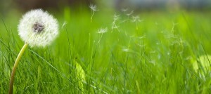 dandelion-in-seed