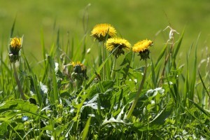 dandelions-lawn