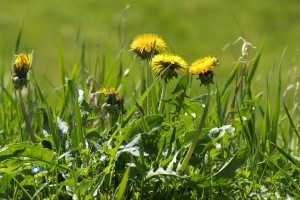 dandelions-lawn