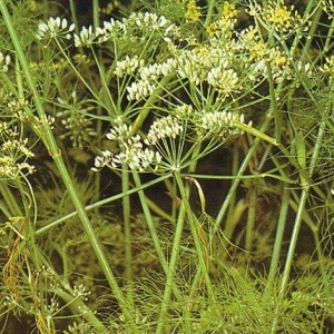 foeniculum-vulgare