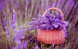 fresh-organic-food-lavender-01