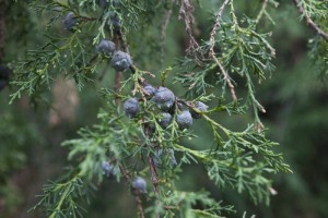 funeral-cypress-leaves-and-berries_medium