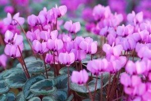 Cyclamen coum - Sowbread