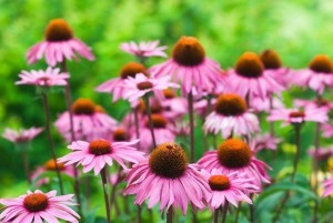 grow-echinacea
