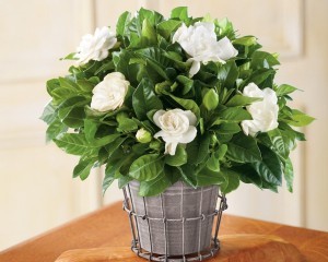 growing-gardenia-in-pots-2