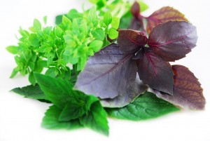 Various types of basil herb on white background