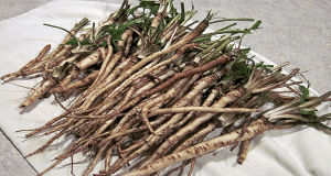 how-to-harvest-and-use-dandelion-root-and-how-to-make-dandelion-tea-600x320