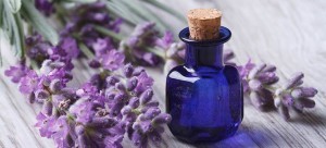 lavender-essential-oils