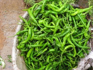 peppers-green-capsicum