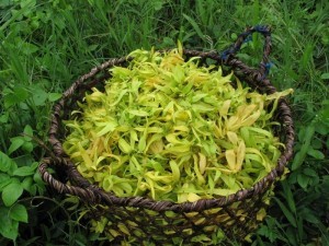 ph-madagascar-ylang-biolandes-1233657887