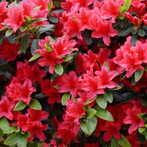 redazalea