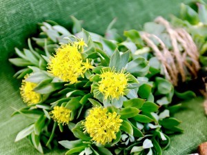 rhodiola_rosea_plant