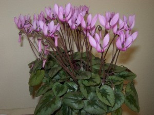 sizedcyclamen-purpurascens-july-20072437