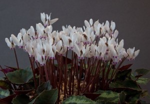 sizedcyclamen-cyprium-exh-director-rbg-kew-cc-285829685