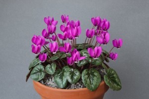 sizedsizedcyclamen-pseudibericum-exh-leejulie-martin-00272619926590