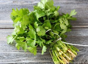 cilantro