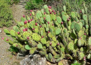 opuntia_littoralis_var_vaseyi_4