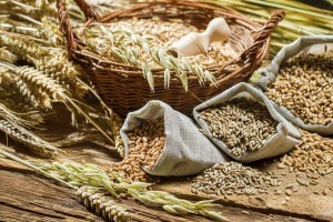 Different types of cereal grains with ears