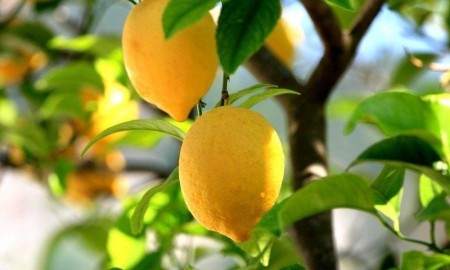 Limon Esansiyel Yağının Faydaları