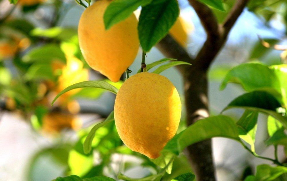 Limon Esansiyel Yağının Faydaları