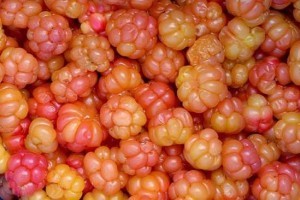 cloudberry-rubuschamaemorus64000