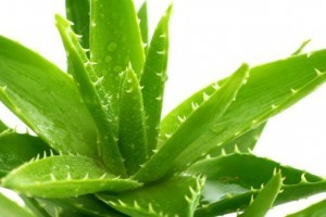 aloe vera