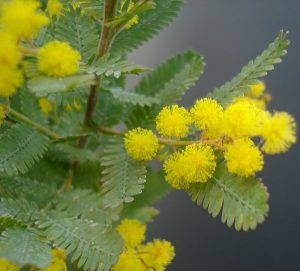 Akasyanın (Acacia) Sağlık Faydaları