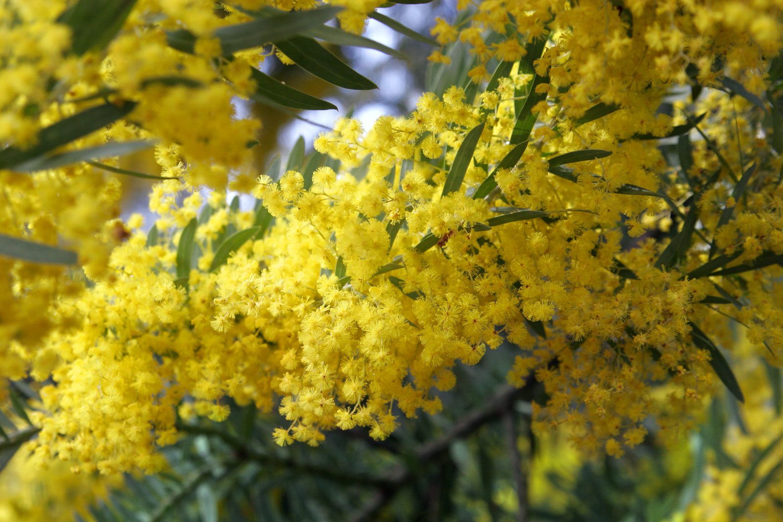 Akasyanın (Acacia) Sağlık Faydaları