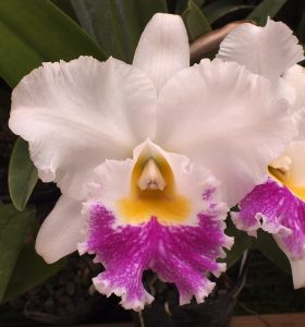 Cattleya